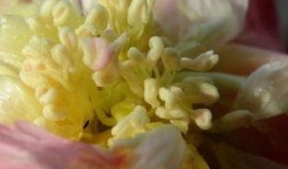 花蕊 在线观看,在线观看，探寻古典美学的韵味之旅